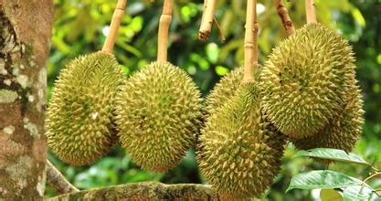 建一個(gè)200噸的榴蓮冷庫多少錢，榴蓮保鮮庫耗電量kw/h